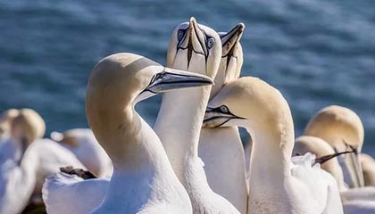 世界杯官方app-官方：若昂·佩德罗对利兹联的挑射当选切尔西2月最佳进球